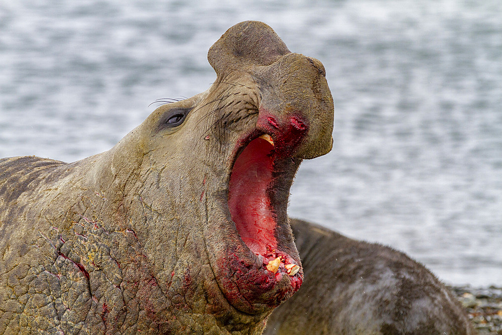 Battle-scarred beachmaster southern elephant seal (Mirounga leonina) bellowing a challenger, Peggotty Bluff, South Georgia, Polar Regions