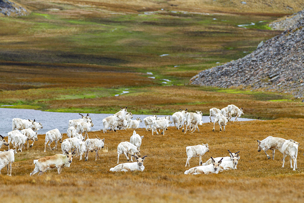 A small group of reindeer (Rangifer tarandus) near the abandoned whaling station in Stromness Bay, South Georgia, Polar Regions