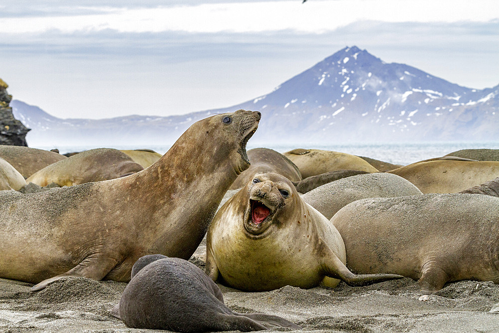 Female southern elephant seal (Mirounga leonina) showing slight aggression at Moltke Harbor on South Georgia Island, Polar Regions