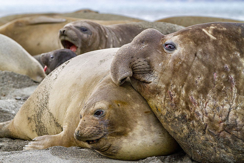 Adult beachmaster bull southern elephant seal (Mirounga leonina) holding female down with his weight, South Georgia, Polar Regions