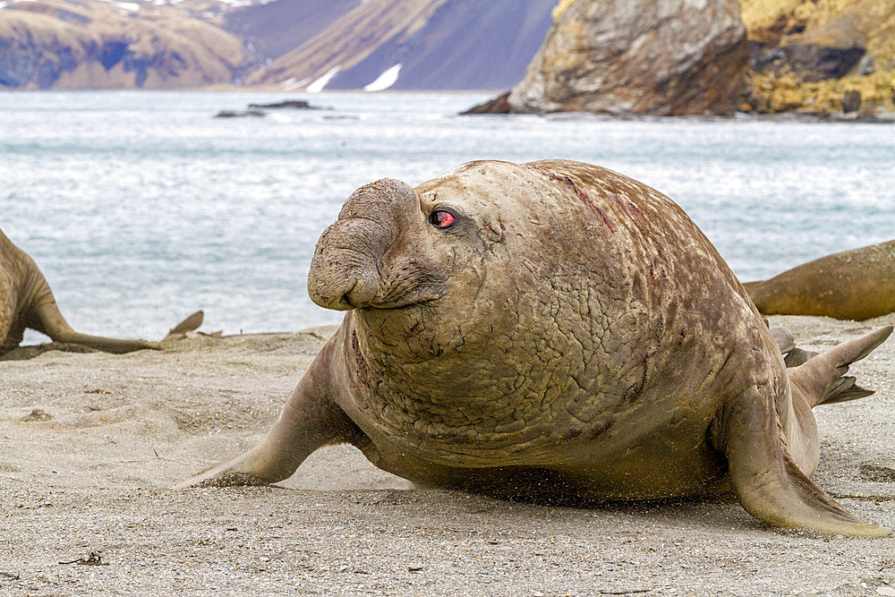 Young challenger bull southern elephant seal (Mirounga leonina) fleeing from beachmaster bull, South Georgia Island, Polar Regions