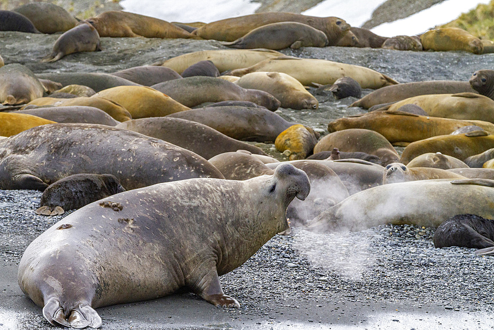 Adult bull southern elephant seal (Mirounga leonina) issuing a bellowing challenge at Gold Harbour on South Georgia, Polar Regions