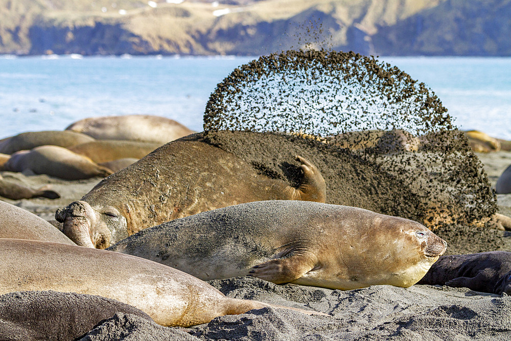 Adult bull southern elephant seal (Mirounga leonina) attempting to cool off by flinging sand on his back, South Georgia, Polar Regions