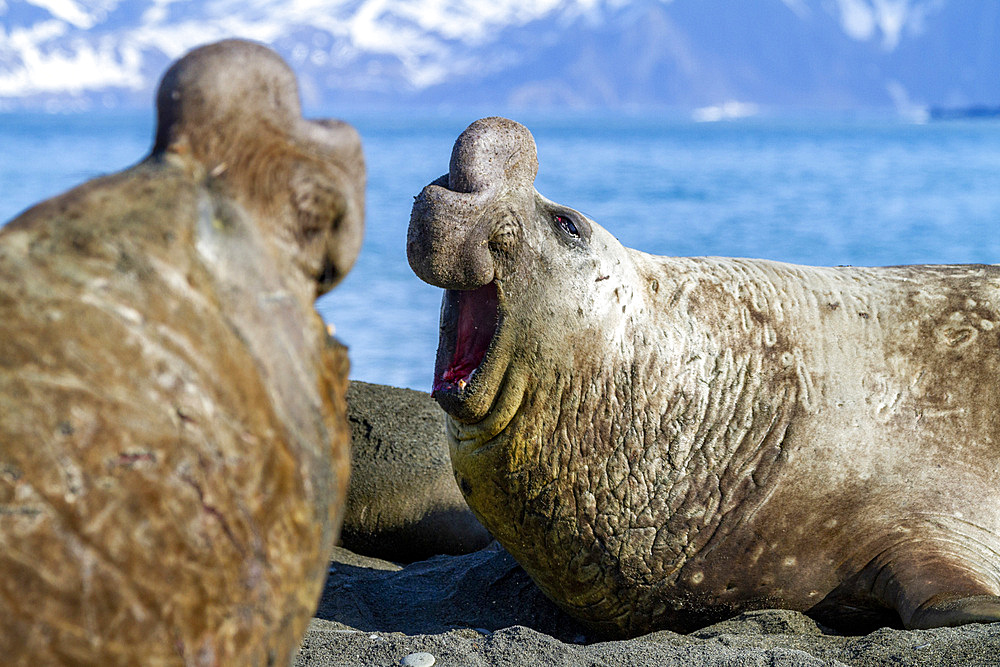 Bull southern elephant seal (Mirounga leonina) issuing a bellowing challenge at Gold Harbour on South Georgia Island, Polar Regions