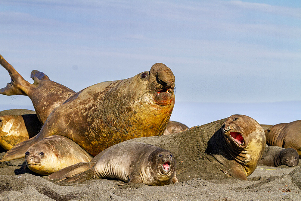 Adult bull southern elephant seal (Mirounga leonina) with females and pups at Gold Harbour on South Georgia Island, Polar Regions