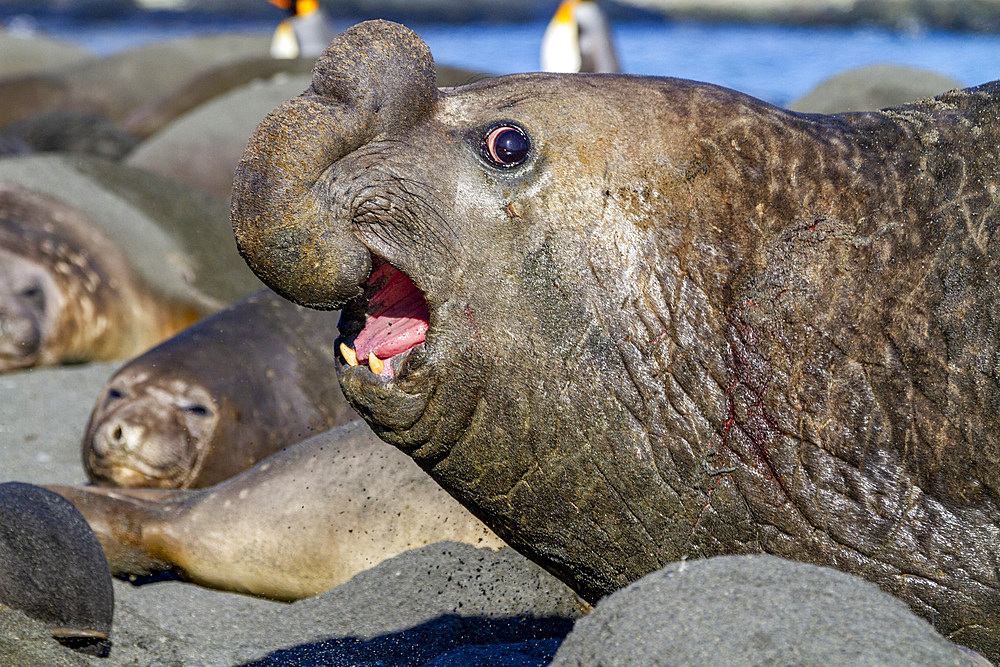 Adult bull southern elephant seal (Mirounga leonina) fleeing from another male challenger at Gold Harbour, South Georgia, Polar Regions