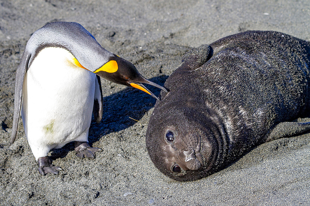 Southern elephant seal (Mirounga leonina) pup interacting with curious king penguin at Gold Harbour on South Georgia, Polar Regions