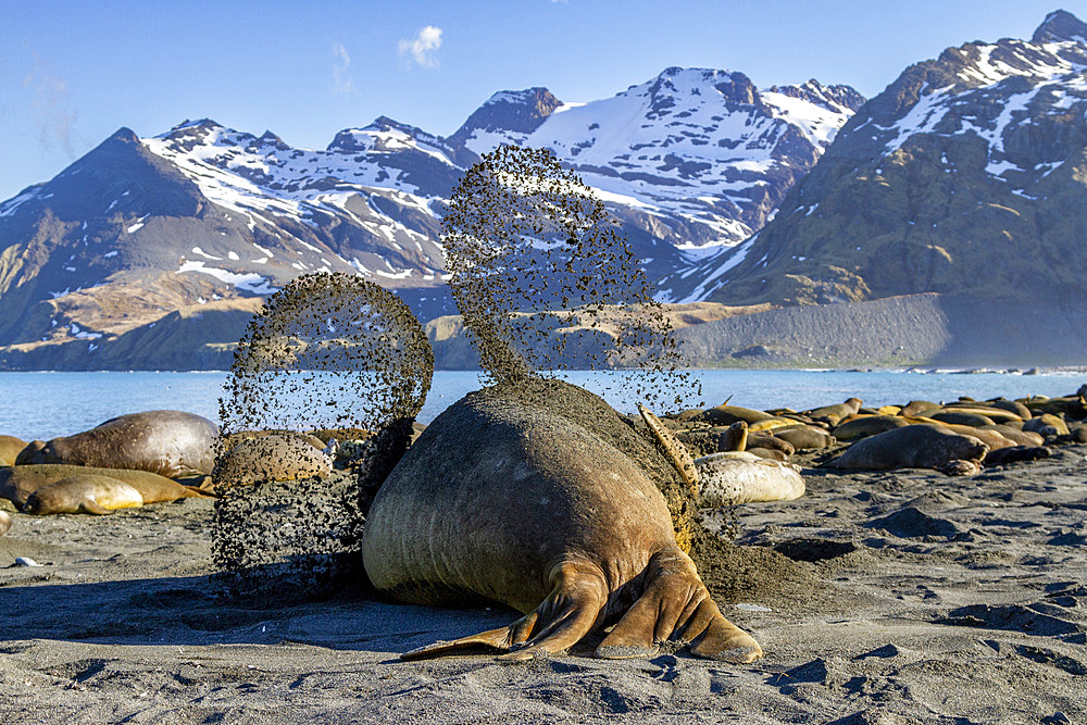 Adult bull southern elephant seal (Mirounga leonina) trying to cool off by flinging sand on his back at Gold Harbour, South Georgia, Polar Regions