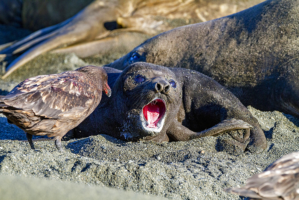 Southern elephant seal (Mirounga leonina) pup lips being probed by a brown skua (Catharacta lonnbergi), South Georgia, Polar Regions