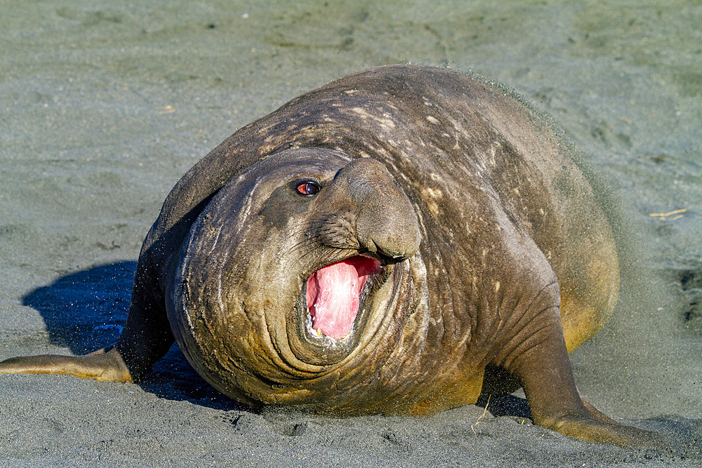 Adult bull southern elephant seal (Mirounga leonina) issuing a bellow towards another male, Gold Harbour, South Georgia, Polar Regions