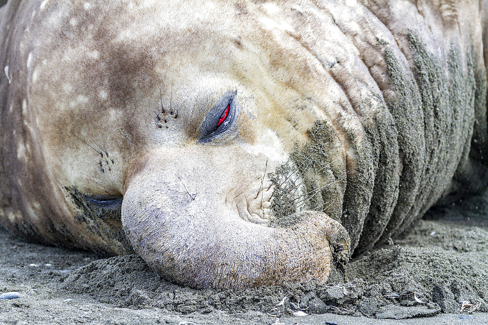 Southern elephant seal (Mirounga leonina) challenger bull head detail (notice shredded proboscis) at Gold Harbour, South Georgia, Polar Regions