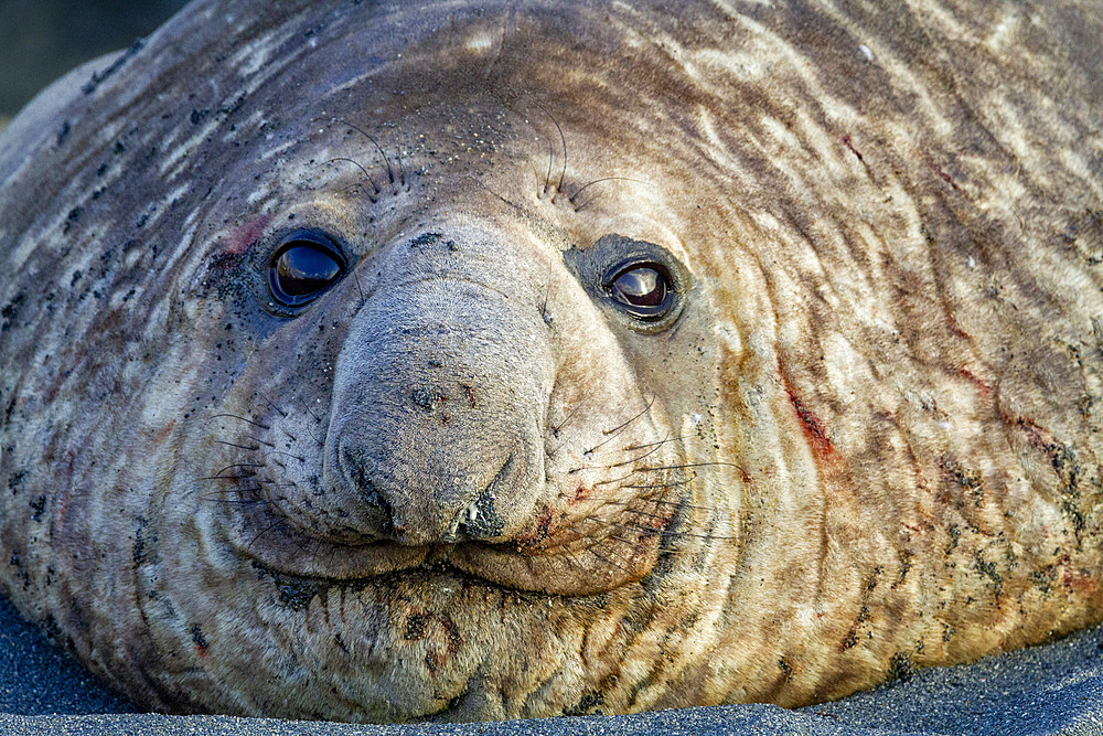 Southern elephant seal (Mirounga leonina) challenger bull head detail at Gold Harbour on South Georgia Island, Polar Regions