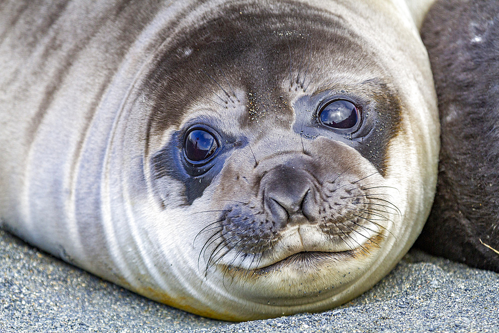 Southern elephant seal (Mirounga leonina) weaner pup head detail on the beach at Gold Harbour on South Georgia, Polar Regions