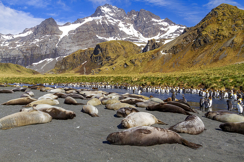 Southern elephant seal (Mirounga leonina) weaner pups sleeping on the beach at Gold Harbour on South Georgia, Polar Regions