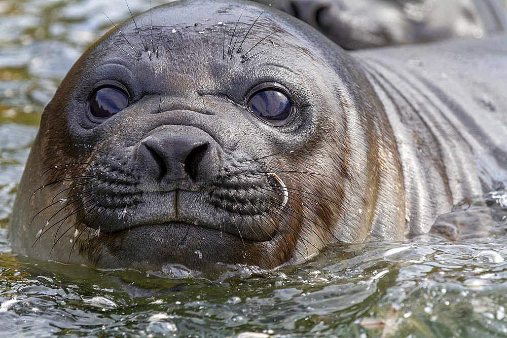 Southern elephant seal (Mirounga leonina) weaner pup head detail on the beach at Gold Harbour on South Georgia, Polar Regions