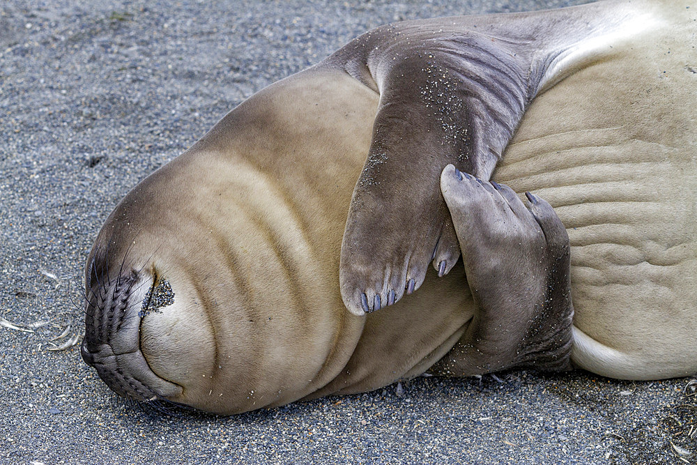 Southern elephant seal (Mirounga leonina) weaner pup sleeping on the beach at Gold Harbour on South Georgia, Polar Regions