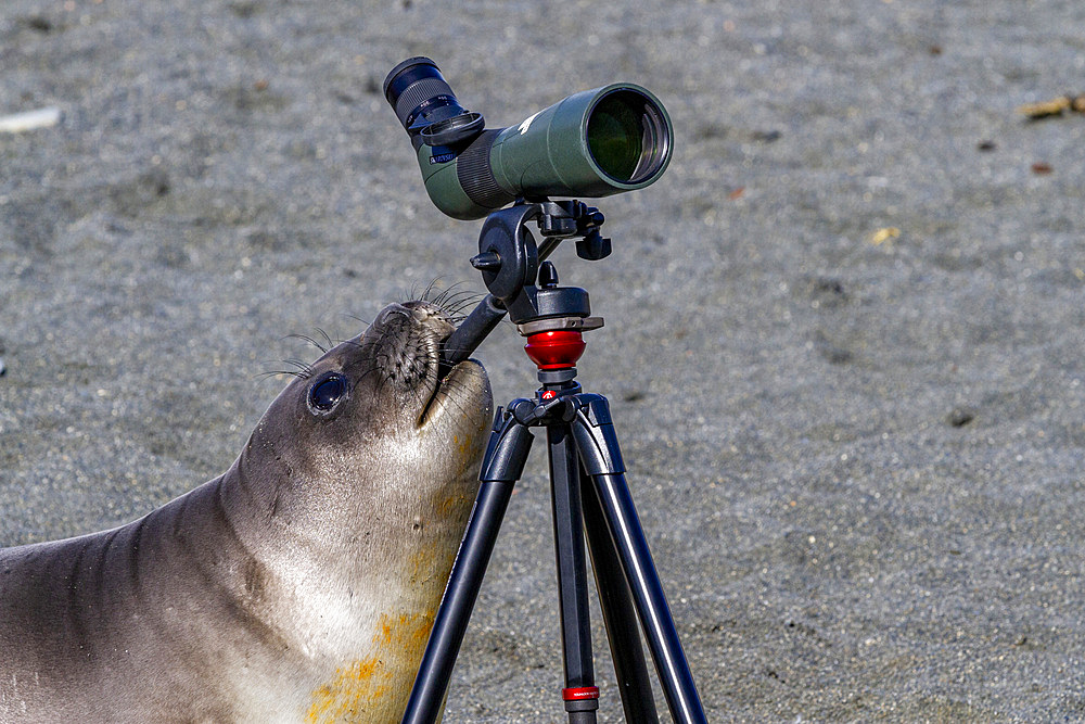 Curious southern elephant seal (Mirounga leonina) weaner pup inspects the spotting scope at Gold Harbour, South Georgia, Polar Regions