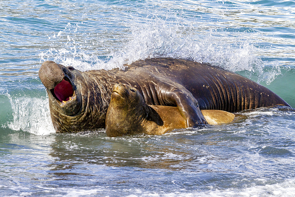 Southern elephant seal (Mirounga leonina) bull holding adult female in the surf to mate with her, South Georgia, Polar Regions