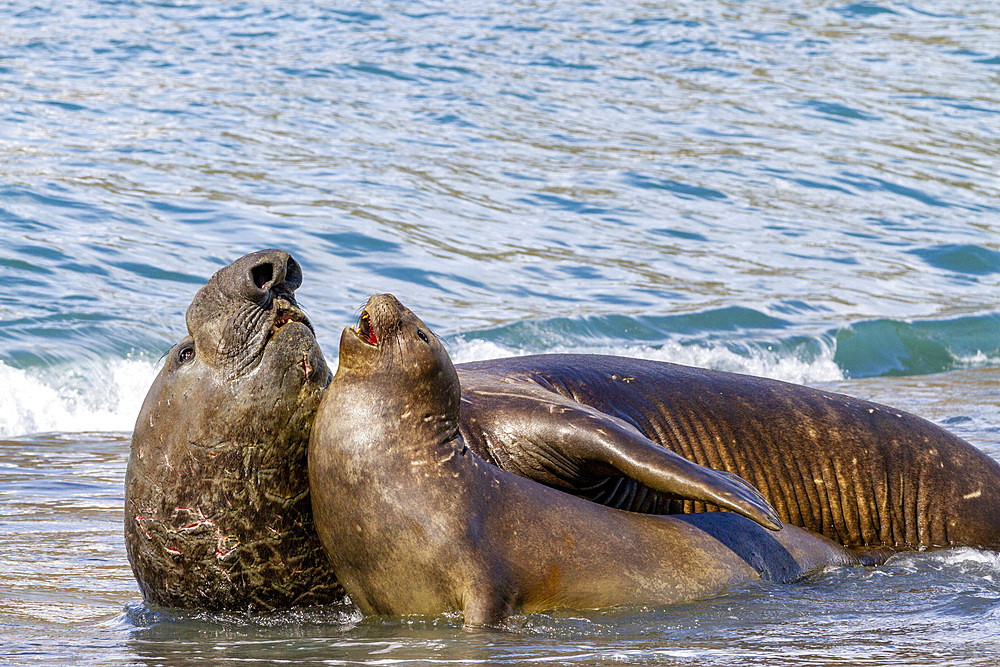 Southern elephant seal (Mirounga leonina) bull holding adult female in the surf to mate with her, South Georgia, Polar Regions