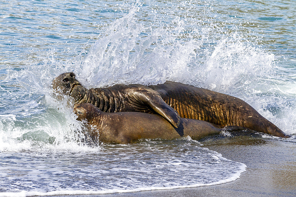 Southern elephant seal (Mirounga leonina) bull holding adult female in the surf to mate with her, South Georgia, Polar Regions