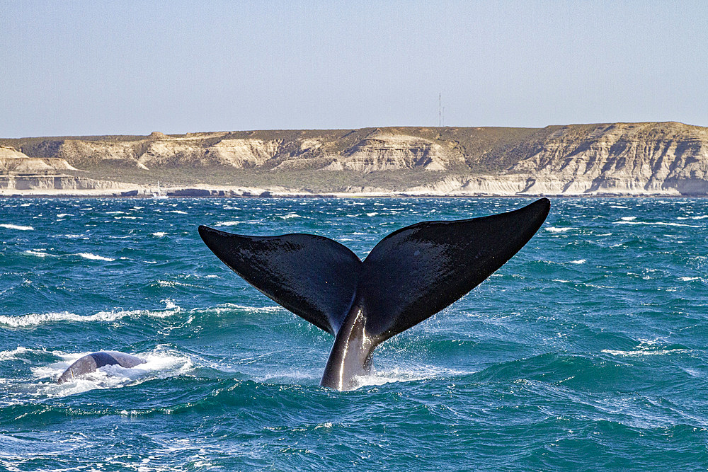 Southern right whale (Eubalaena australis) adult female flukes-up to catch the wind in Puerto Pyramides, Argentina, South America