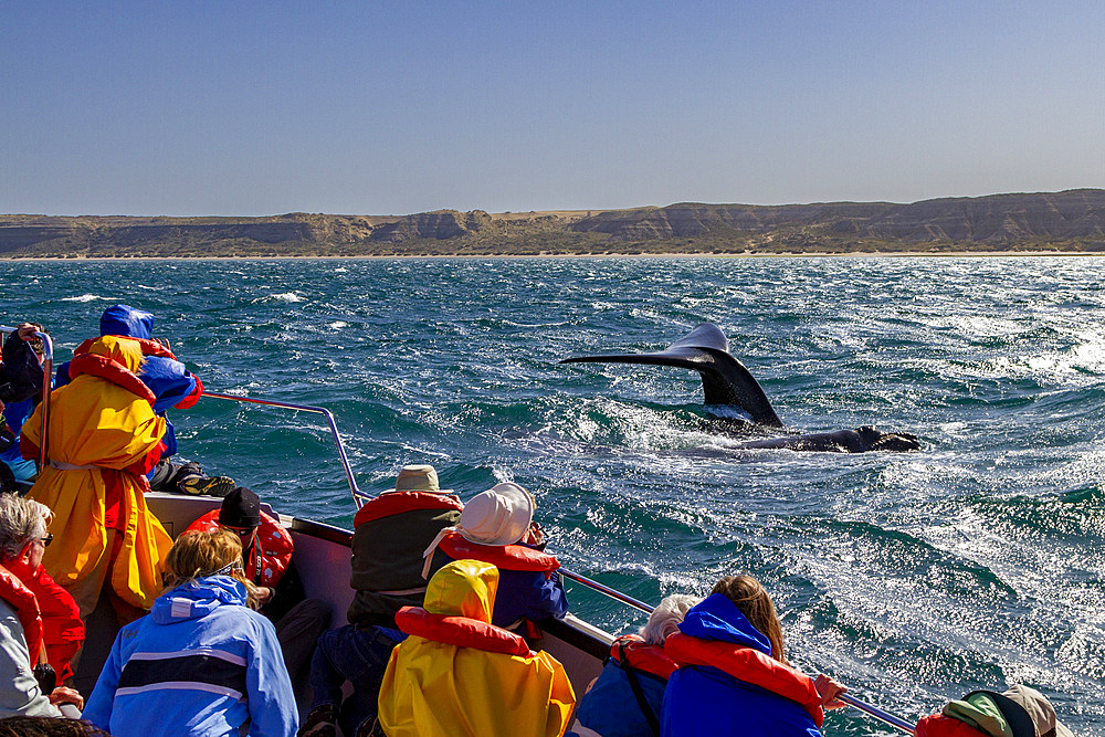 Southern right whale (Eubalaena australis) flukes-up dive near whale watching boat in Puerto Pyramides, Argentina, South America