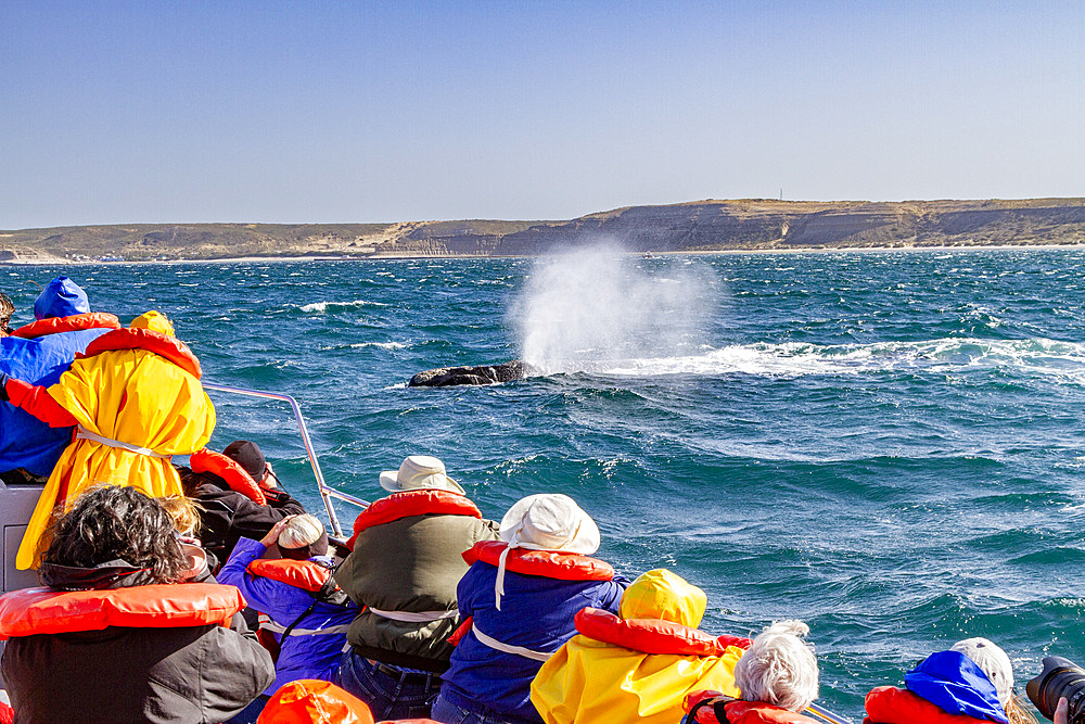 Southern right whale (Eubalaena australis) mother surfacing near whale watching boat in Argentina, South America