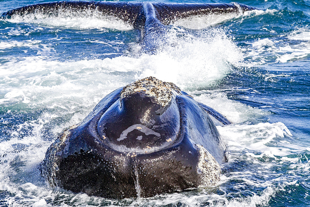 Southern right whale (Eubalaena australis) adult female lifting both her head and flukes out of the water in Argentina, South America