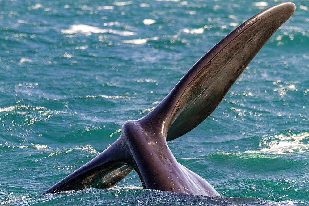 Southern right whale (Eubalaena australis) adult female flukes-up to catch the wind in Puerto Pyramides, Argentina, South America