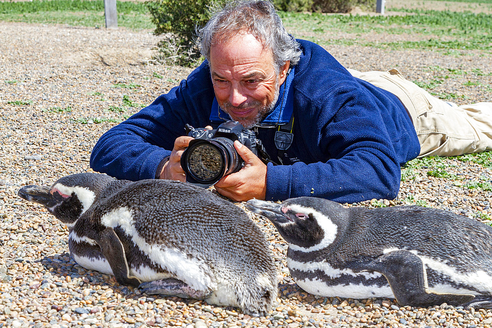 Author Carl Safina photographing a pair of Magellanic penguins (Spheniscus magellanicus), Patagonia, Argentina, South America