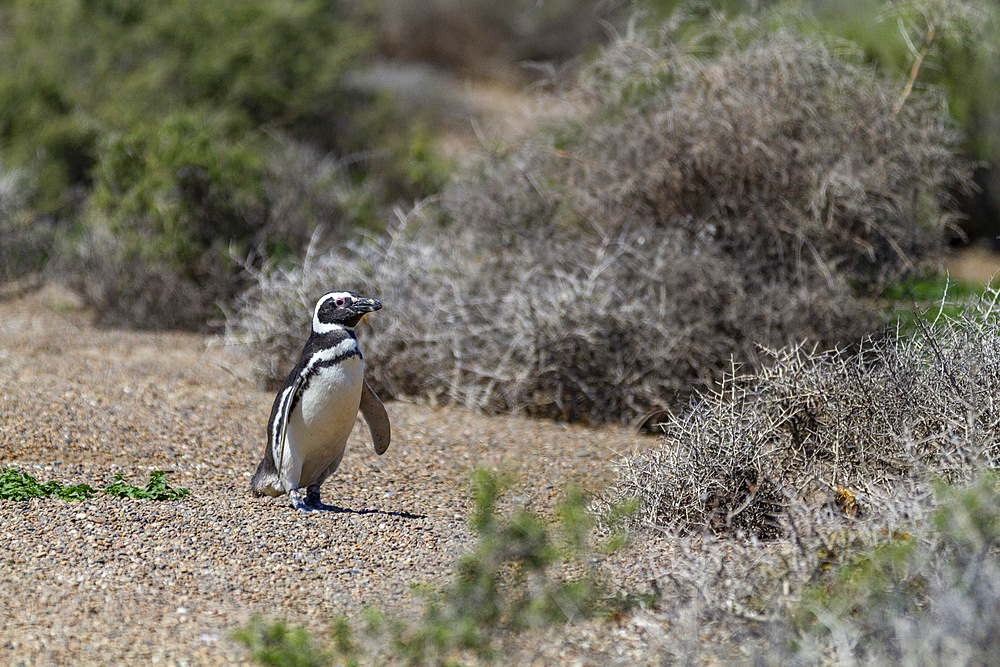 Adult Magellanic penguin (Spheniscus magellanicus) at a breeding site on Peninsula Valdez, Patagonia, Argentina, South America