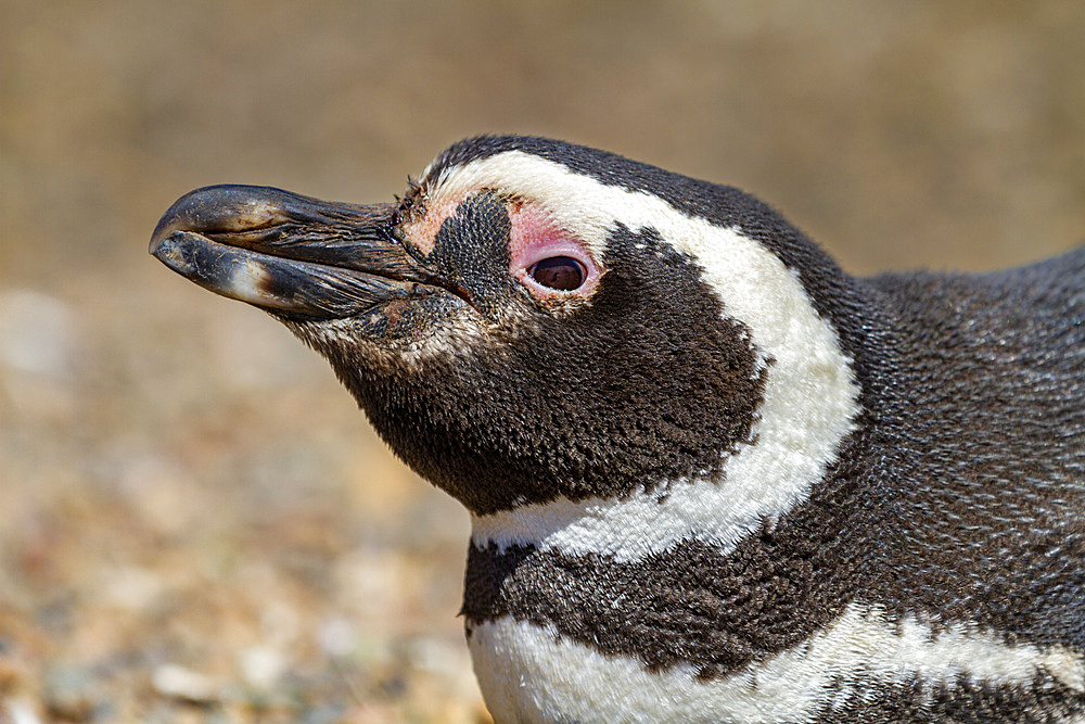 Adult Magellanic penguin (Spheniscus magellanicus) at a breeding site on Peninsula Valdez, Patagonia, Argentina, South America