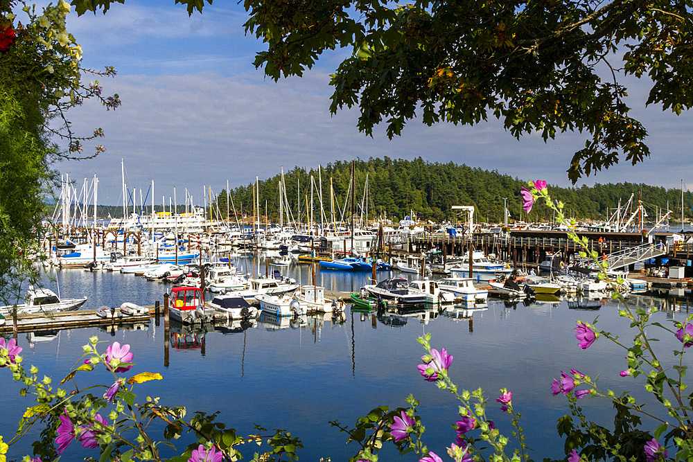 Views of the small harbor town of Friday Harbor on San Juan Island, Washington State, United States of America, North America