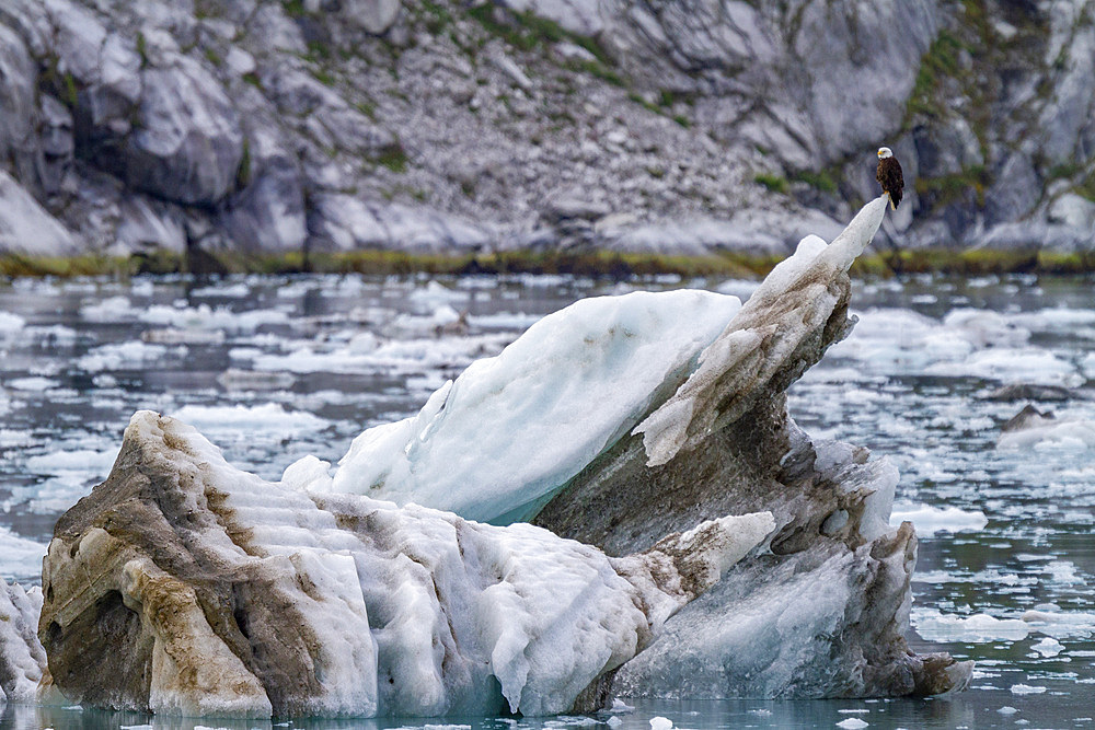 Adult bald eagle (Haliaeetus leucocephalus) on iceberg near Johns Hopkins Glacier, Southeast Alaska, United States of America, North America