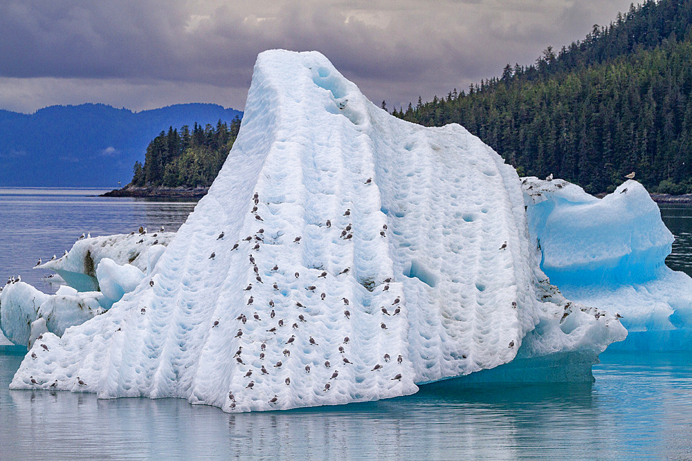 Black-legged kittiwakes (Rissa tridactyla) on iceberg in Tracy Arm, Southeast Alaska, United States of America, North America