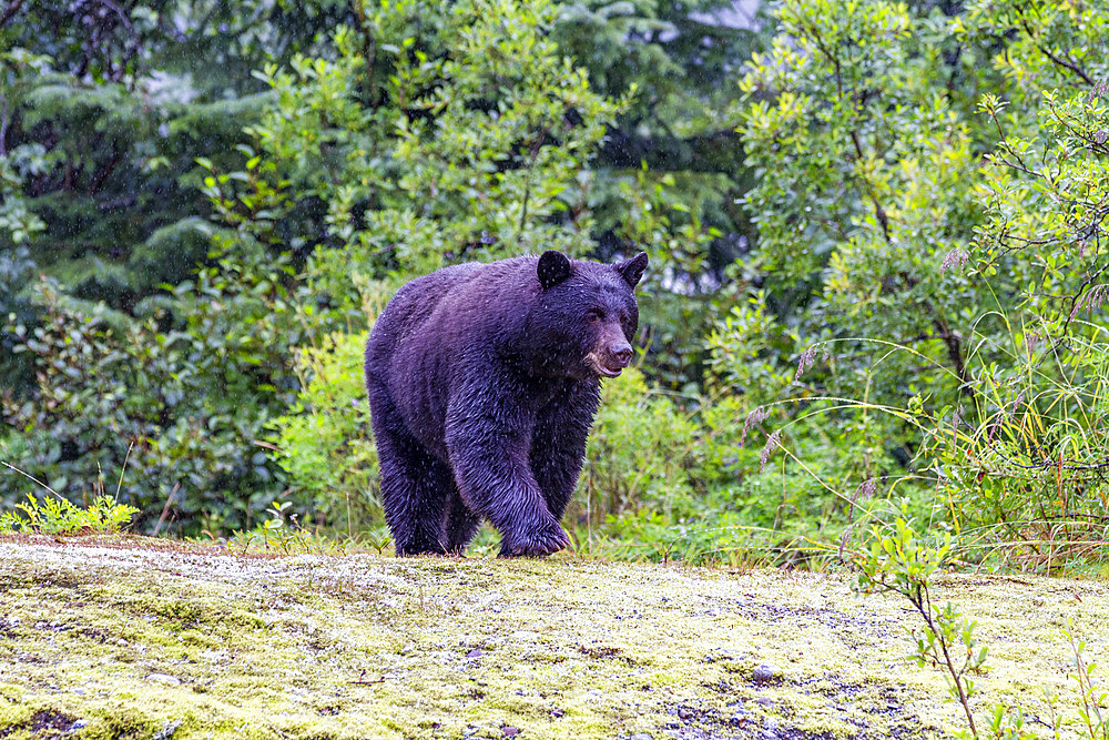 Adult American black bear (Ursus americanus) near Mendenhall Glacier, Southeast Alaska, United States of America, North America