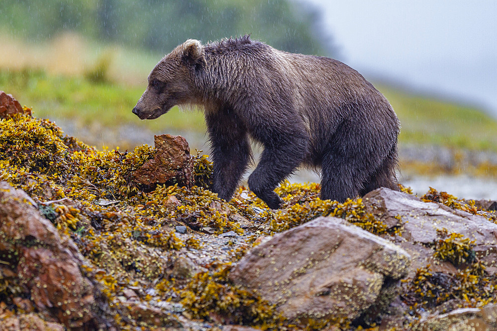 Adult brown bear (Ursus arctos) foraging along the shoreline at Pavlof Harbor on Chichagof Island, United States of America, North America