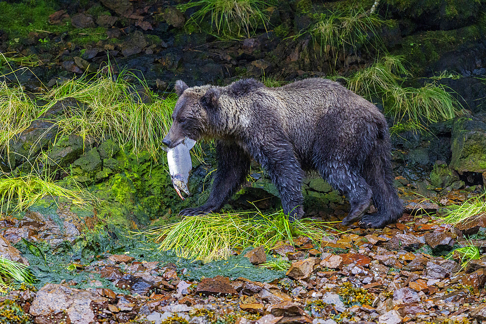 Adult brown bear (Ursus arctos) near kayakers along the shoreline at Pavlof Harbor on Chichagof Island, United States of America, North America