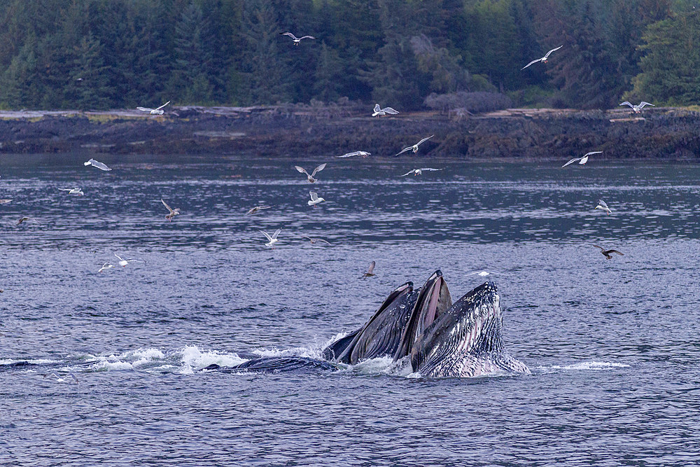 Adult humpback whales (Megaptera novaeangliae) co-operatively bubble-net feeding, Southeast Alaska, United States of America, North America