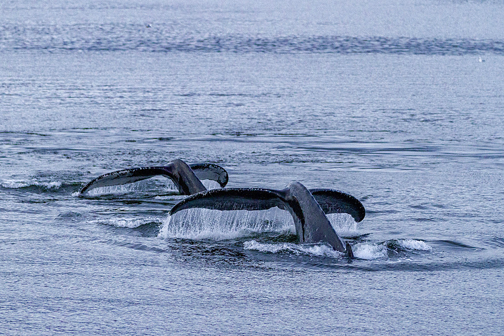 Adult humpback whales (Megaptera novaeangliae) flukes-up dive in Snow Pass, Southeast Alaska, Pacific Ocean, United States of America, North America