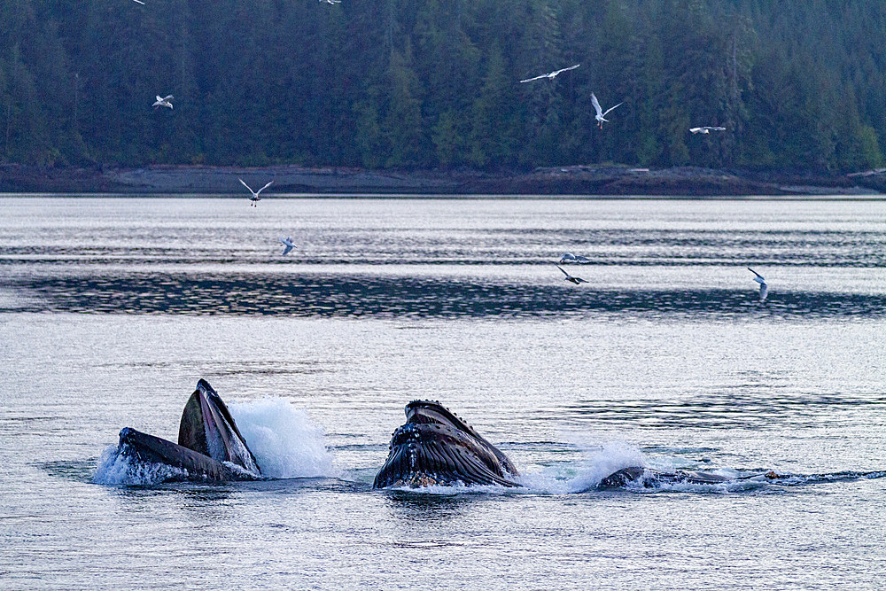 Adult humpback whales (Megaptera novaeangliae) co-operatively bubble-net feeding, Southeast Alaska, United States of America, North America