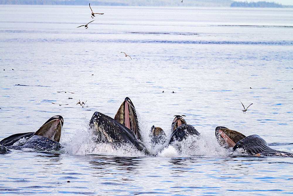 Adult humpback whales (Megaptera novaeangliae) co-operatively bubble-net feeding in Snow Pass, Alaska, United States of America, North America