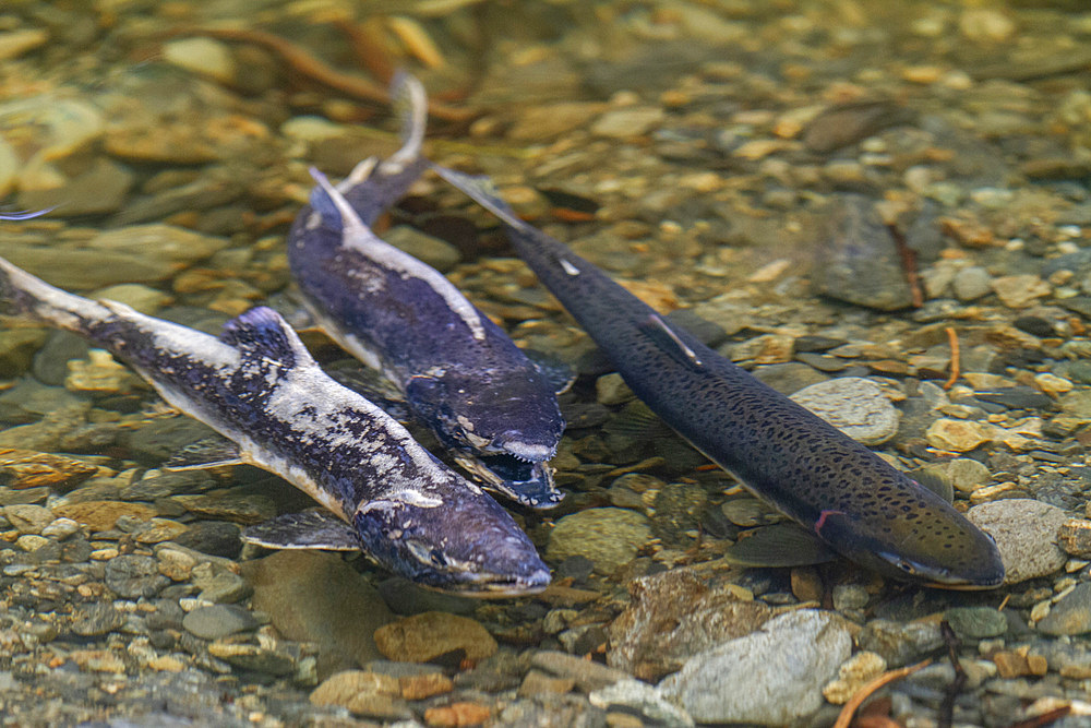 Dead and dying pink salmon (Oncorhynchus gorbuscha) gathering to spawn just outside of Sitka, Southeast Alaska, United States of America, North America