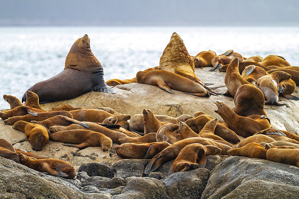 Northern sea lions (Eumetopias jubatus) hauled out on South Marble Island in Glacier Bay National Park, UNESCO World Heritage Site, Alaska, United States of America, North America