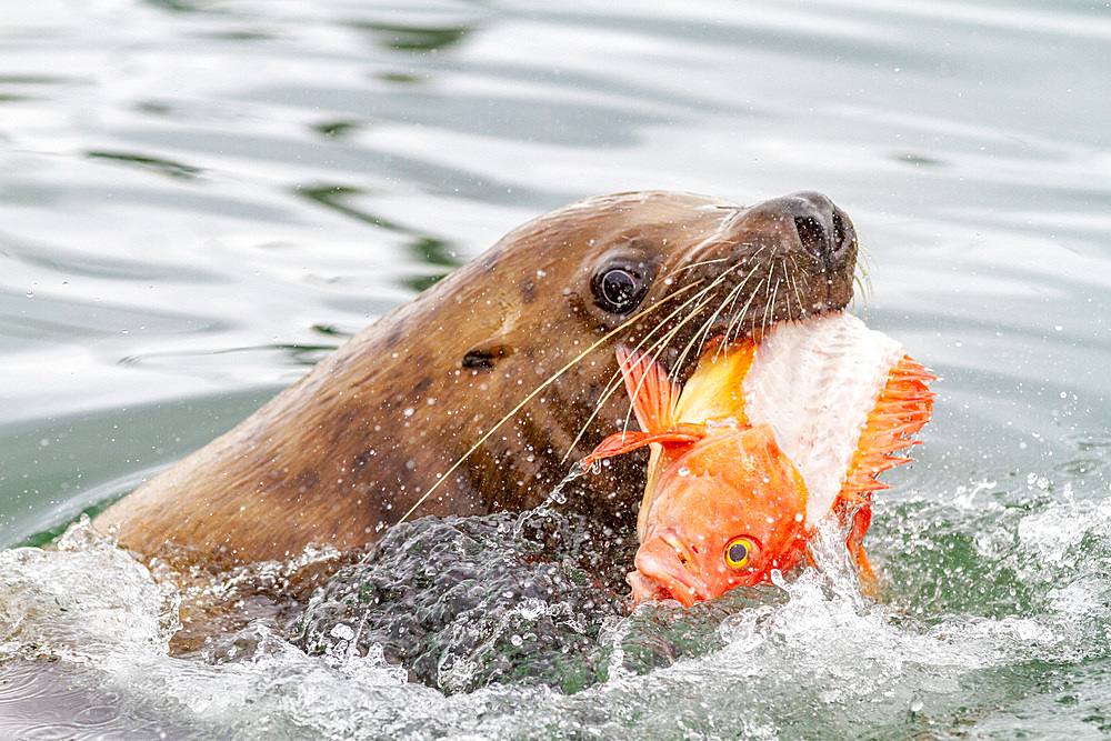 Northern (Steller) sea lion (Eumetopias jubatus) bull feeding on fisherman's scraps near Petersburg, Alaska, United States of America, North America