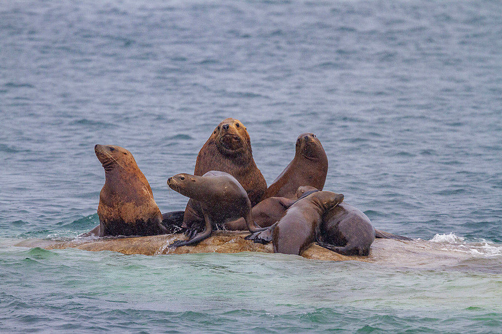 Northern (Steller) sea lions (Eumetopias jubatus) hauled out at South Marble Island in Glacier Bay National Park, UNESCO World Heritage Site, Alaska, United States of America, North America