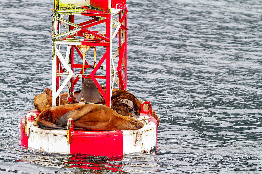 Northern (Steller) sea lions (Eumetopias jubatus) hauled out on the WN buoy just outside Petersburg, Alaska, United States of America, North America