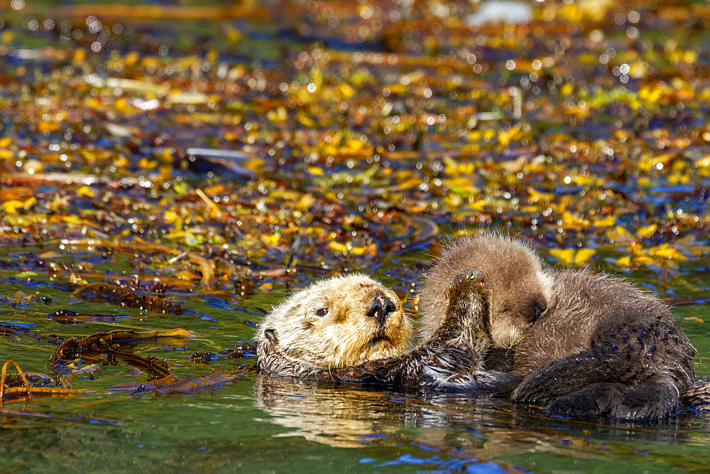 Adult sea otter (Enhydra lutris kenyoni) mother with her pup on her chest in Inian Pass, Southeastern Alaska, Pacific Ocean, United States of America, North America