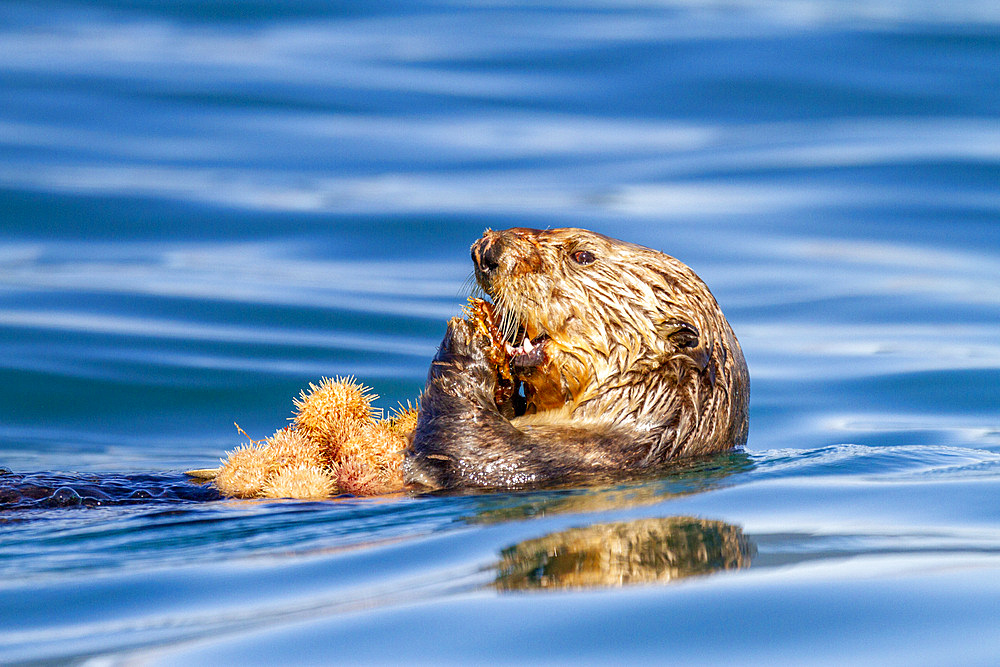 Adult female sea otter (Enhydra lutris kenyoni) eating urchins she has gathered off the sea floor in Inian Pass, Southeastern Alaska, Pacific Ocean, United States of America, North America