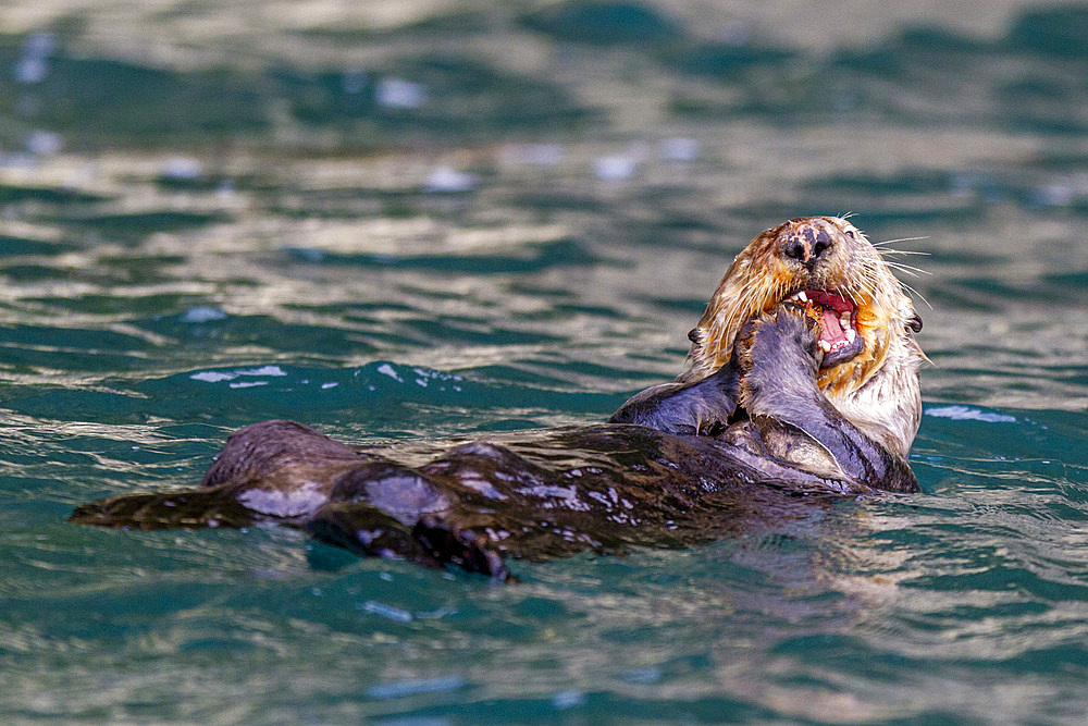 Adult female sea otter (Enhydra lutris kenyoni) eating urchins she has gathered off the sea floor in Inian Pass, Southeastern Alaska, Pacific Ocean, United States of America, North America